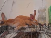 farm-animals-10-lapins-males-et-femelles-age-2mois-jours-souidania-alger-algeria