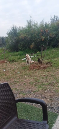 Chien