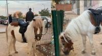 animaux-de-ferme-cheval-pony-oran-algerie