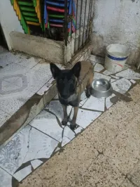 Femelle malinois 