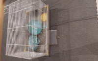 accessoire-pour-animaux-cages-hamsters-bir-el-djir-oran-algerie