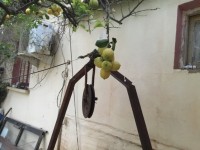أرض-بيع-تيبازة-الجزائر