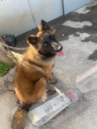 Female berger belge tervueren 