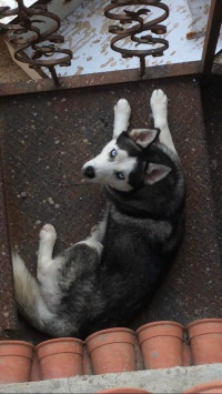 chien-husky-siberien-zeralda-alger-algerie