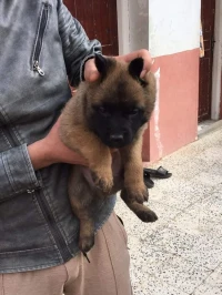 Chien mallinois 