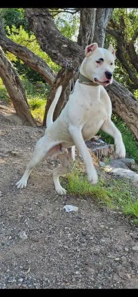 Dog argentin 