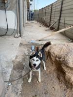 chien-husky-de-siberie-femelle-bachdjerrah-alger-algerie