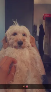 Kanicha bichon femelle 5 mois 