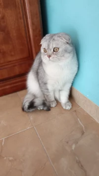 Scottish fold silver tabby