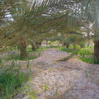 terrain-agricole-vente-biskra-tolga-algerie