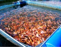 équipements pour l'aqua culture et l'Aliment pour poisson, pour bétail et volaille 