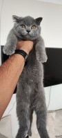 chat-british-shorthair-bordj-bou-arreridj-algerie