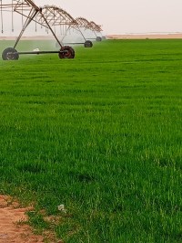 agriculture-pivot-irifrance-30h-bonne-occasion-ouargla-algerie