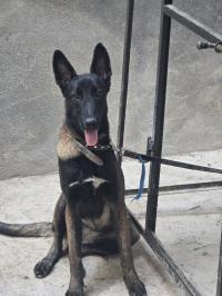 Malinois