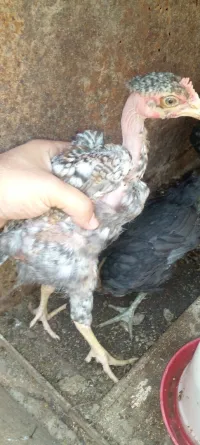 Poussin فلالس
