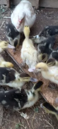 Canard de barbarie البط البربري