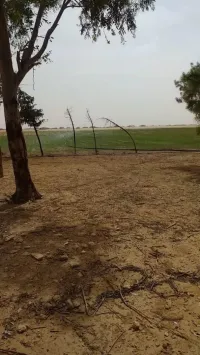 Vente Terrain Agricole Djelfa Ain oussara