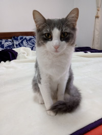 chat-femelle-angora-1an-pour-adoption-douera-alger-algerie