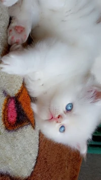 Chatons persan