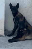 chien-malinois-charboni-chelghoum-laid-mila-algerie