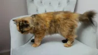 Chatte Persane Pure Race
