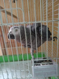 Perroquet gabonais 