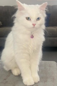 Chat chirazi