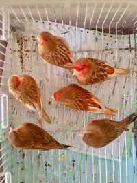 Canari phaou/faw/faou et Bruno porteur phaou