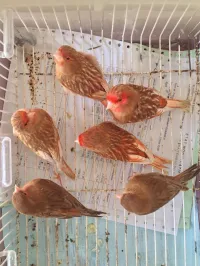 Canari phaou yeux rouge et Bruno porteur phaou