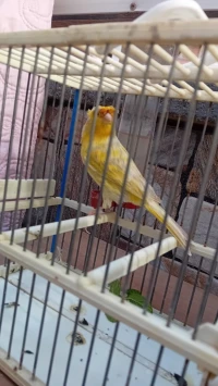 Canaris 
