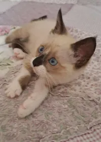 Chat siamon 