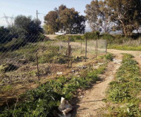 terrain-vente-blida-bougara-algerie