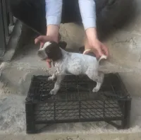 Un mal chien de chasse braque français 