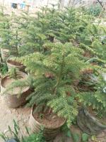 jardinage-نبتة-الأروكاريا-plants-araucaria-rouiba-alger-algerie