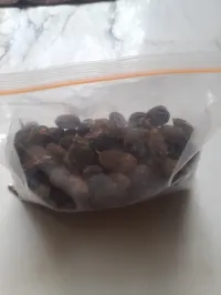 اولاد بوعبيدة العطاف عين الدفلى 