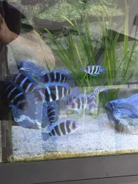 Frontosa bleu Zaïre 