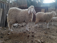 حيوانات-المزرعة-mouton-وهران-الجزائر
