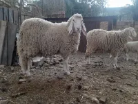 Mouton 