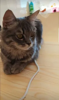Chat pour adoption 