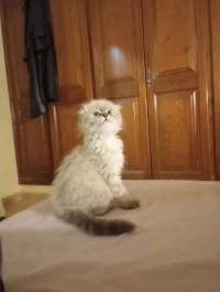 Scottish fold