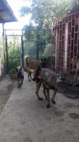 chien-malinois-boghni-tizi-ouzou-algerie