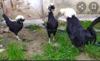 animaux-de-ferme-بيض-دجاج-البادو-هولنداز-tizi-ouzou-algerie