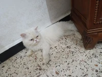 Accouplement persan hymalayen