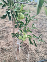 terrain-agricole-vente-khenchela-el-hamma-algerie