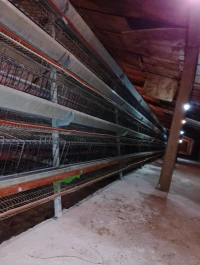 batterie Poule pondeuse 10000 poule