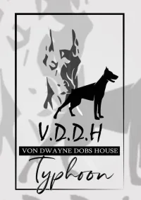 Chiots doberman européens