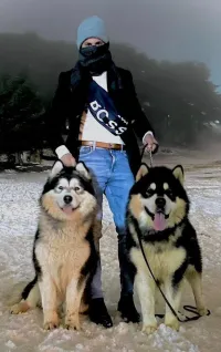 Malamute d Alaska pure sang