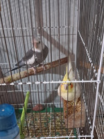 oiseau-calopsitte-couple-porteur-albino-dar-el-beida-alger-algerie