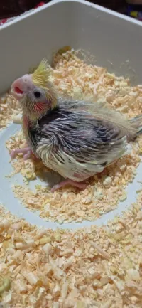 Calopsitte 