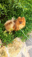 chien-spitz-pomeranian-bir-mourad-rais-alger-algerie